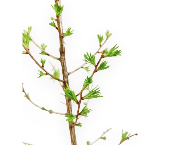 Larix Decidua - Larch - 35 cm 2