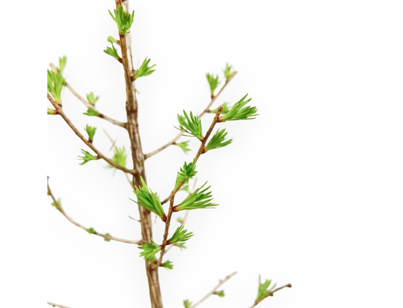 Larix Decidua - Mélèze - 35 cm