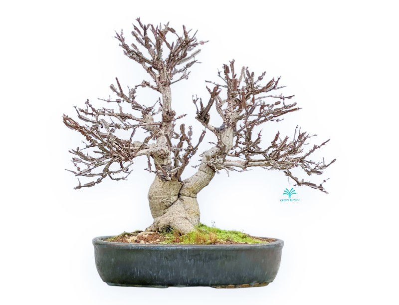 Evonimus Sielbodianus - Fusain - 54 cm