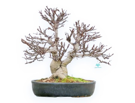 Evonimus Sielbodianus - Fusain - 54 cm