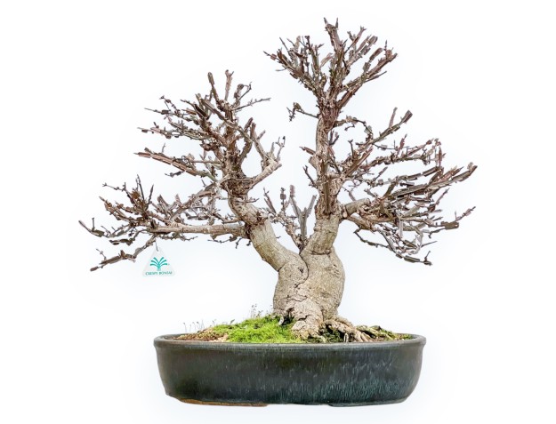 Evonimus Sielbodianus - Spindle - 54 cm