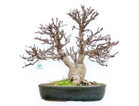 Evonimus Sielbodianus - Spindle - 54 cm