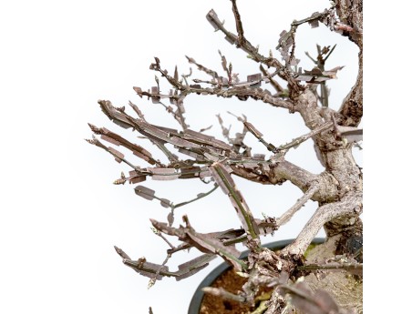 Evonimus Sielbodianus - Spindle - 54 cm