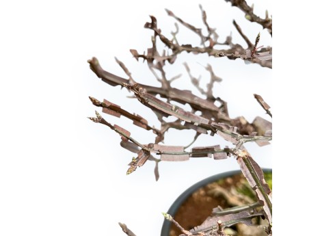 Evonimus Sielbodianus - Spindle - 54 cm