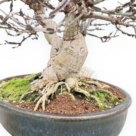 Evonimus Sielbodianus - Evonimo - 54 cm