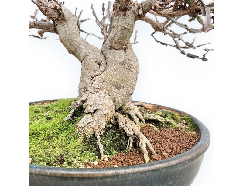 Evonimus Sielbodianus - Evonimo - 54 cm