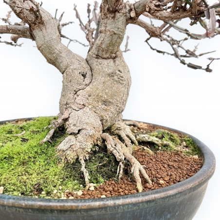 Evonimus Sielbodianus - Evonimo - 54 cm