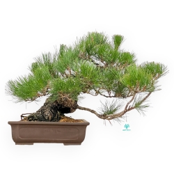 Pinus Thunbergii - Pin Noir - 47 cm