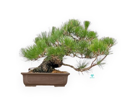 Pinus Thunbergii - Schwarz Kiefern - 47 cm