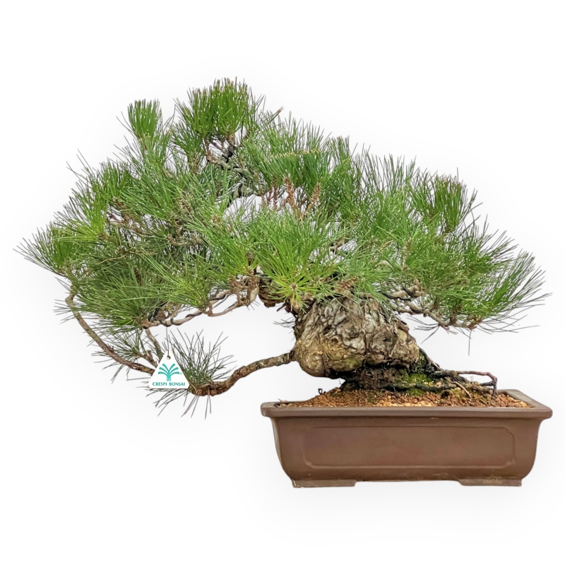 Pinus Thunbergii - Pin Noir - 47 cm