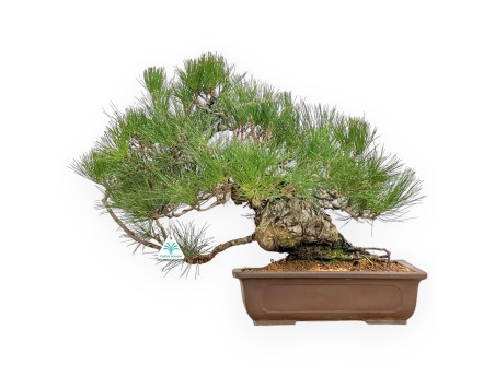 Pinus Thunbergii - Zwart Den - 47 cm