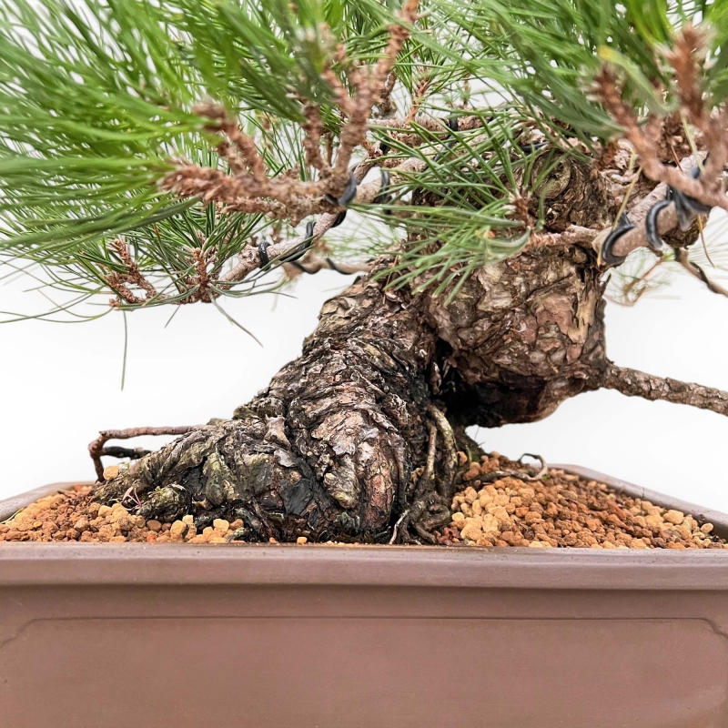 Pinus Thunbergii - Pin Noir - 47 cm