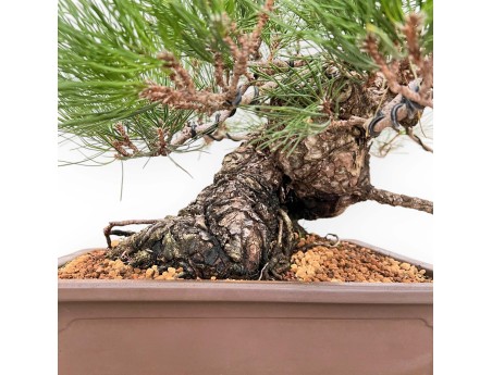 Pinus Thunbergii - Pino Nero - 47 cm