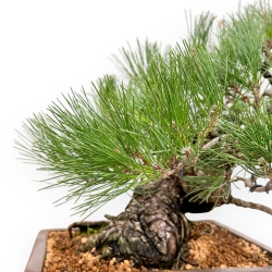 Pinus Thunbergii - Pin Noir - 47 cm