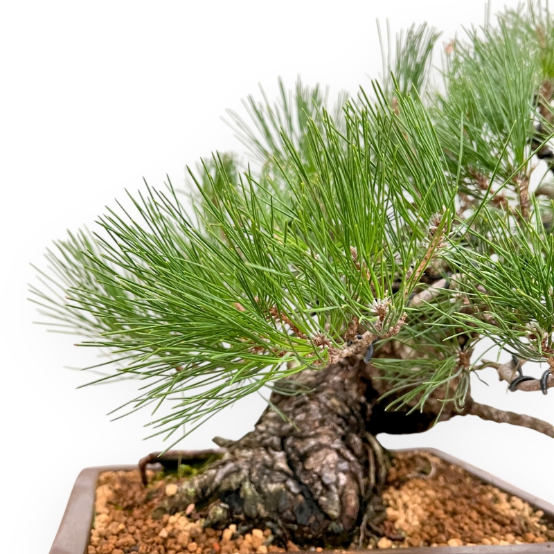 Pinus Thunbergii - Pin Noir - 47 cm
