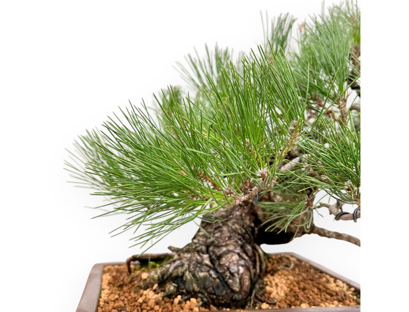 Pinus Thunbergii - Schwarz Kiefern - 47 cm