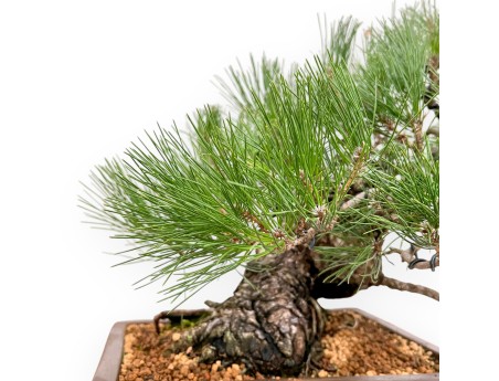 Pinus Thunbergii - Pin Noir - 47 cm