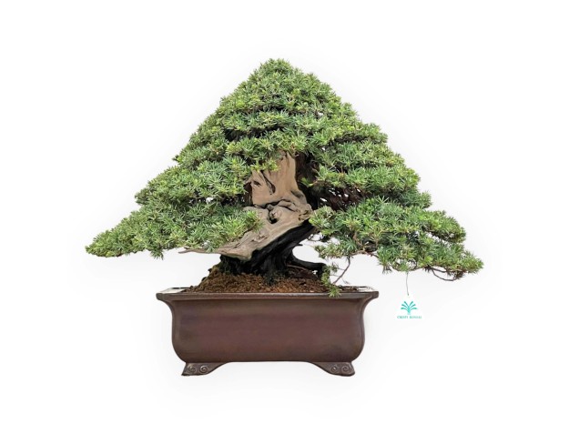 50 cm Wacholder Bonsai | Rechteckiger Topf aus Steingut 2