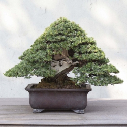 Juniperus Rigida - Wacholder - 50 cm