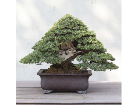 50 cm jeneverbes bonsai | Rechthoekige aardewerk pot