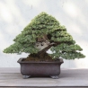 Juniperus Rigida - Genévrier - 50 cm