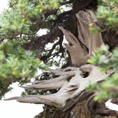 Bonsai di ginepro da 50 cm | Vaso rettangolare grès