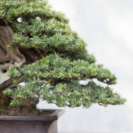 50 cm Wacholder Bonsai | Rechteckiger Topf aus Steingut