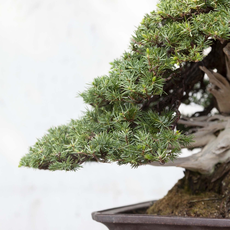 50 cm Wacholder Bonsai | Rechteckiger Topf aus Steingut