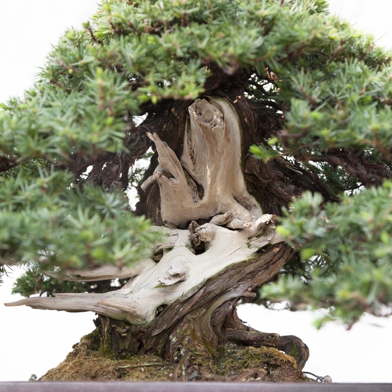 Bonzaï de genévrier de 50 cm | Pot rectangulaire en grès