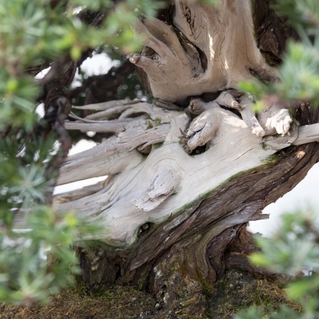 50 cm jeneverbes bonsai | Rechthoekige aardewerk pot