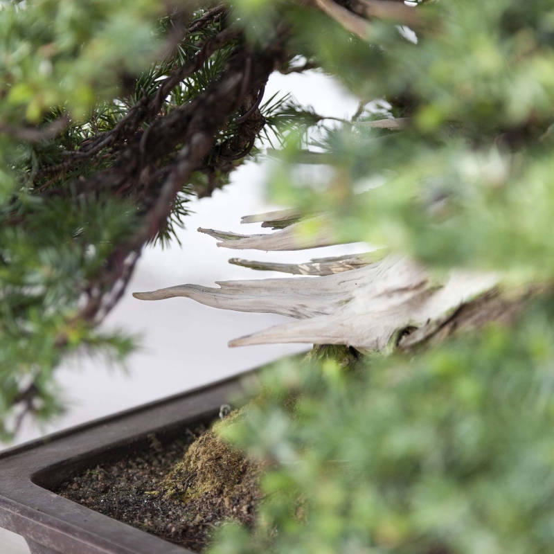 50 cm jeneverbes bonsai | Rechthoekige aardewerk pot