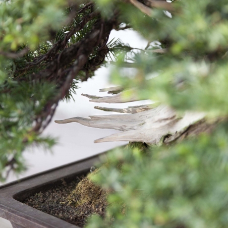 Bonsai di ginepro da 50 cm | Vaso rettangolare grès