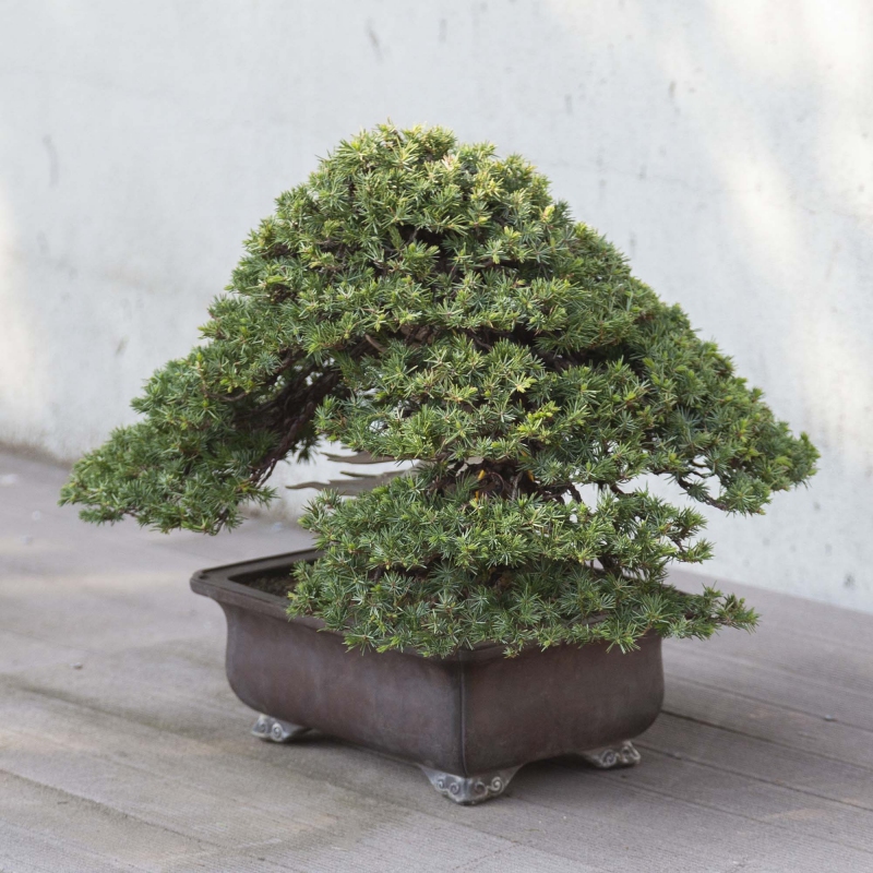 Bonzaï de genévrier de 50 cm | Pot rectangulaire en grès