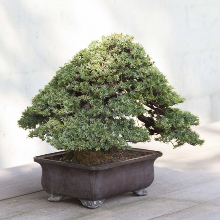 50 cm Wacholder Bonsai | Rechteckiger Topf aus Steingut