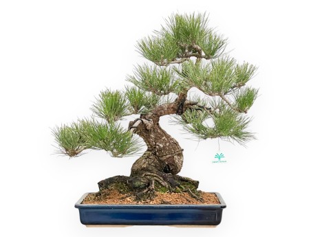 Pinus Thunbergii - Pino Negro - 57 cm