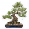 Pinus Thunbergii - Pin Noir - 57 cm