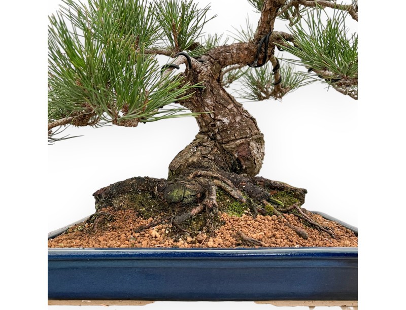 Pinus Thunbergii - Pino Negro - 57 cm