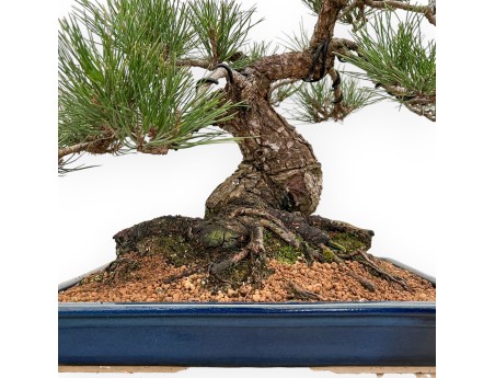Pinus Thunbergii - Schwarz Kiefern - 57 cm