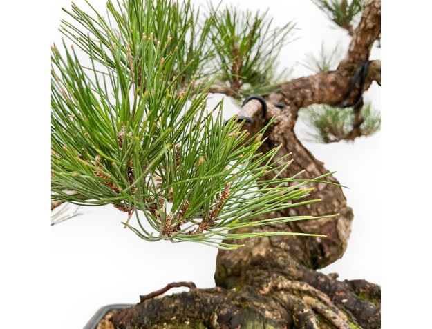 Pinus Thunbergii - Black Pine - 57 cm 2