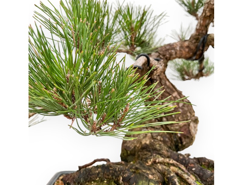 Pinus Thunbergii - Zwart Den - 57 cm