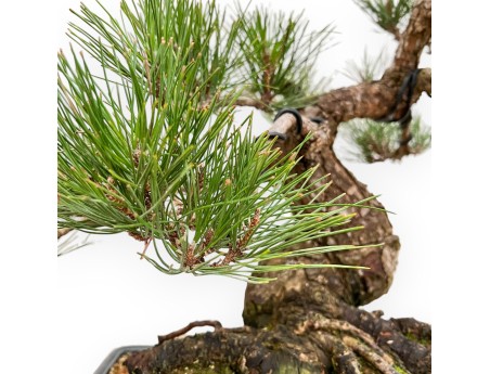 Pinus Thunbergii - Pin Noir - 57 cm