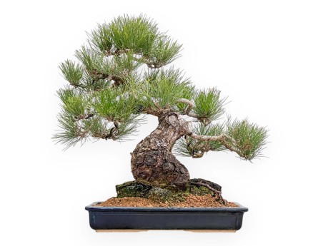 Pinus Thunbergii - Pino Nero - 57 cm