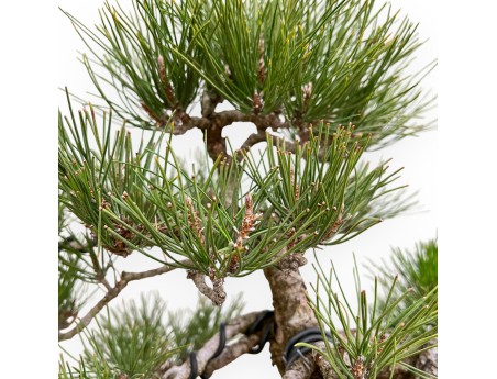 Pinus Thunbergii - Zwart Den - 57 cm