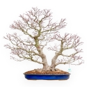 Acer Palmatum Deshojo - Maple - 66 cm