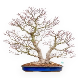 Acer Palmatum Deshojo - Acero - 66 cm