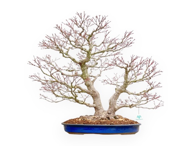 Acer Palmatum Deshojo - Esdoorn - 66 cm