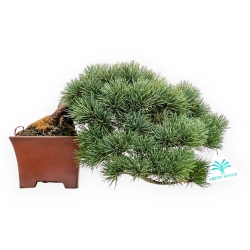 Pinus Pentaphylla - Den - 17 cm