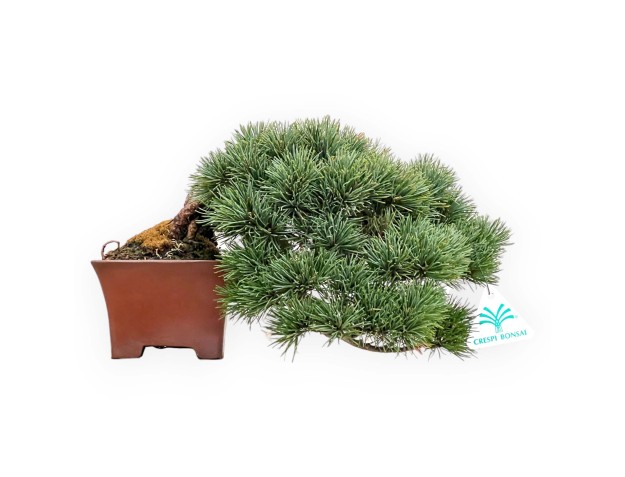 Pinus Pentaphylla - Pino - 17 cm