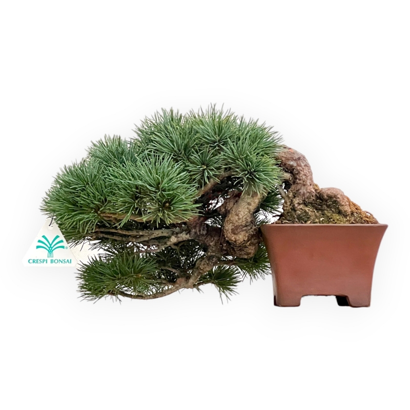 Pinus Pentaphylla - Pine five needles - 17 cm