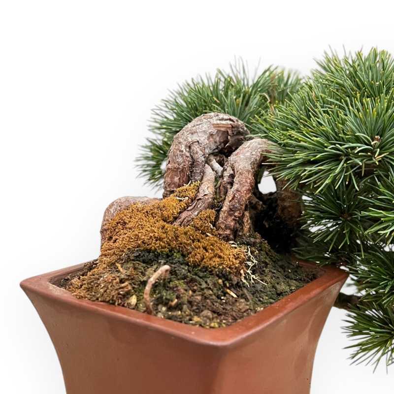 Pinus Pentaphylla - Den - 17 cm